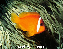 Classic - Clownfish image taken in Northern Fiji Islands ... by Mark Westermeier 